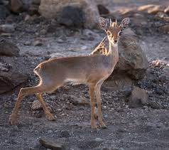 dik dik for sale
